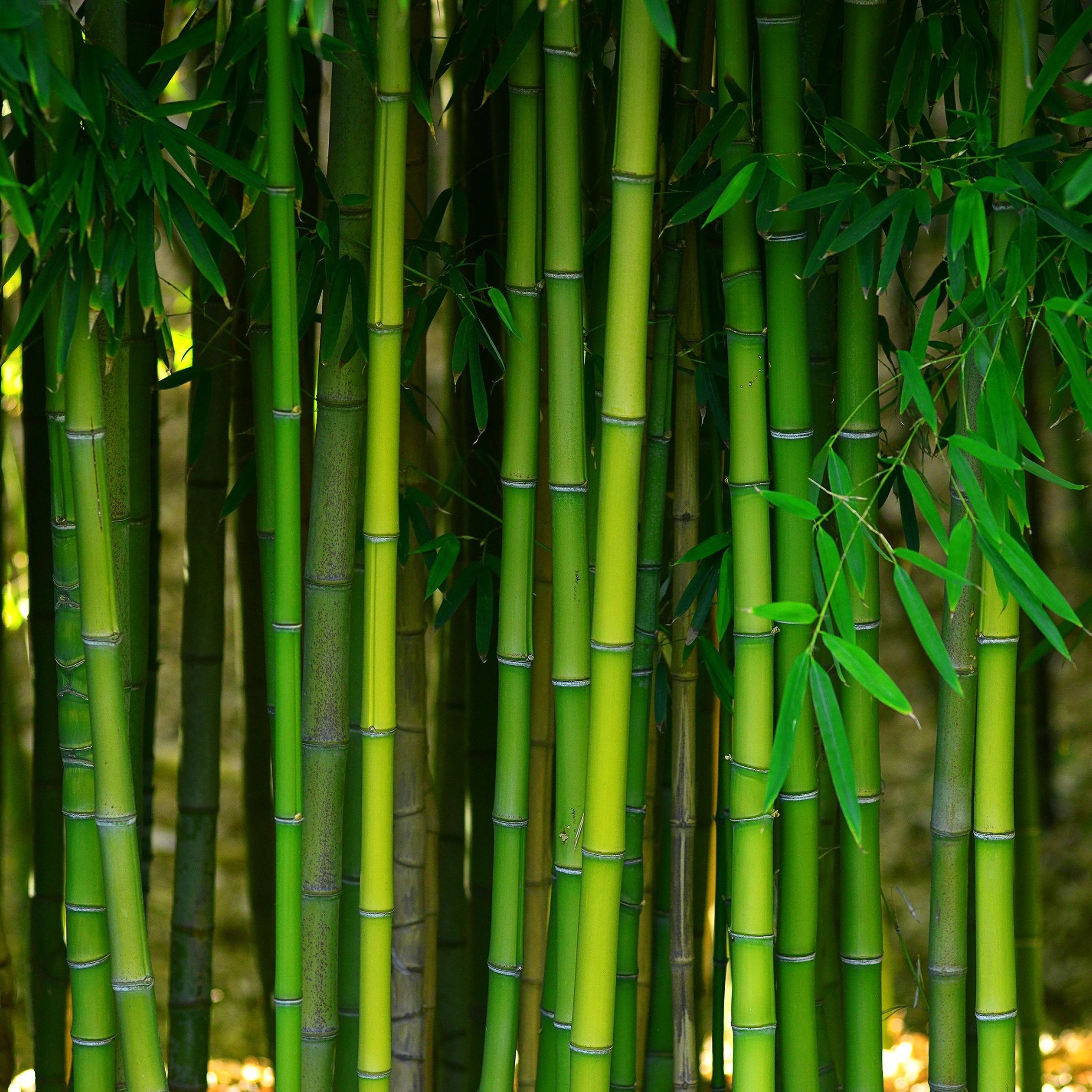 Bamboo plantations from Coastal Floor Covering Inc in Crowley