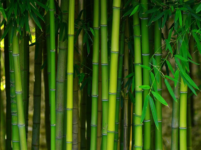 Bamboo plantations from Coastal Floor Covering Inc in Crowley, LA